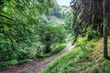 Forest with  path in the national park in Georgia.