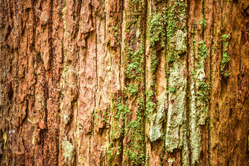 Fototapeta premium Tree trunk texture and background