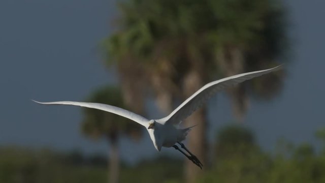 Amazing shot of a Great White Egret flying in slow motion towards the camera