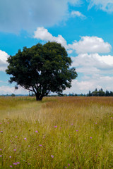 Árbol solitario