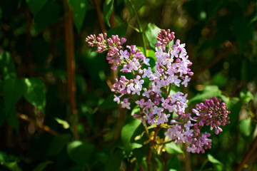 Obraz premium Lilac flowers. Green branch with spring lilac flowers. Delicate lilac on green natural background. Spring branch of blossoming lilac.