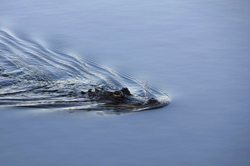 American Alligator, Alligator mississippiensis, swimming alongside the Anhinga Trail in Everglades National Park, Florida.