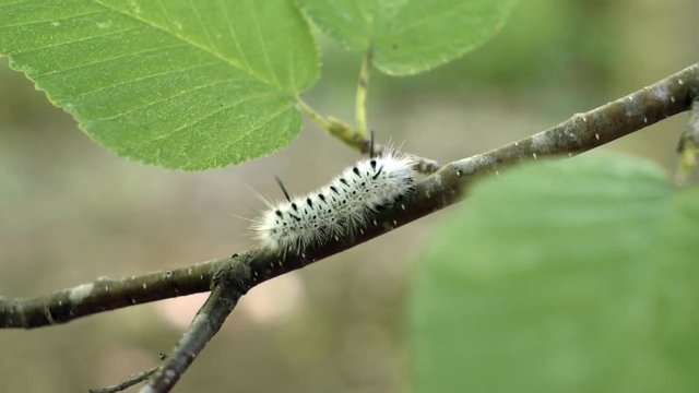 Caterpillar crawls on branch - Hickory tussock moth larva 