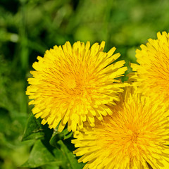 Blühender Löwenzahn, Taraxacum