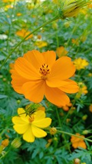 Starburst flowers blooming volume 88555