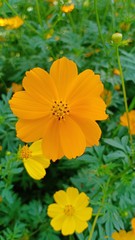 Starburst flowers blooming volume 555556