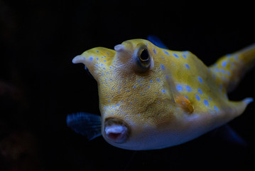 yellow cowfish