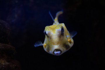yellow cowfish