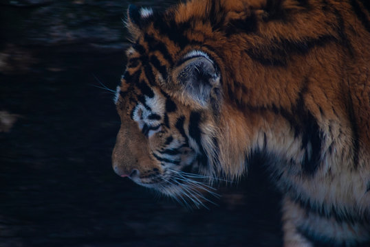 amur tiger head close-up