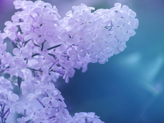 Background with lilac flowers in the spring close up.