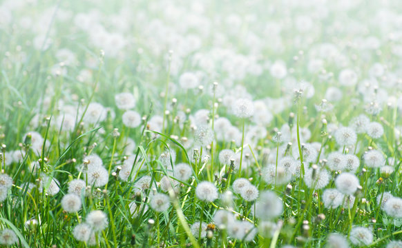 Fototapeta Green field with dandelions.