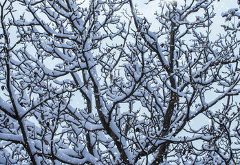 Background of snow on the branches of trees