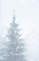 spruce in the snow in winter