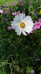 Starburst flowers blooming volume 66556
