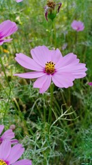 Starburst flowers blooming volume 8856332224⅝