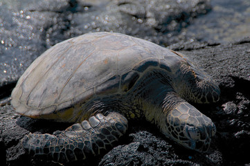 Sea turtle at Mahai'ula beach, Hawaii
