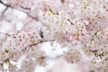 Pink sakura flower bloom in spring season. Vintage sweet cherry blossom soft tone texture background.