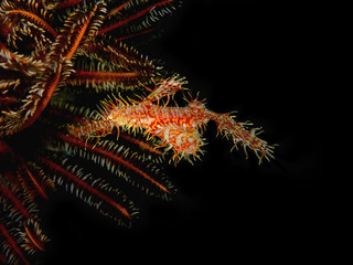 The beauty of underwater world diving in Sabah, Borneo.