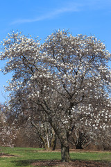 Naklejka premium Beautiful spring nature background with blossoming magnolia trees. Landscape with blooming white magnolia trees in against blue sky in a botanical garden.