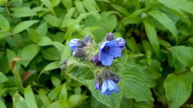 Mansoon Flower