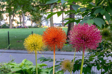 Close up view at three beautiful Echinops flowers of yellow, red and orange colors in  Madison...