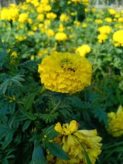 Marigold flower at national colorful garden 