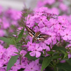Large butterfly hovering above purple flowers, collecting nectar while in flight