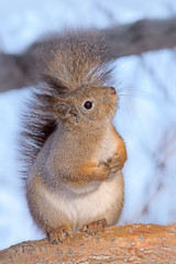 fat curious squirrel looking for spring nature winter scene closeup view portrait background