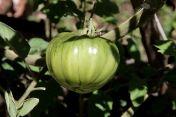 brandywine black green tomato on the organic garden plant
