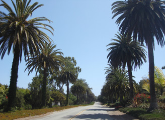 Street lines with palm trees and blue skies 