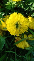 Marigold flower volume 6525885