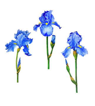 Irises flowers watercolor painting botanical illustration leaves spring summer set for design greeting card invitation
