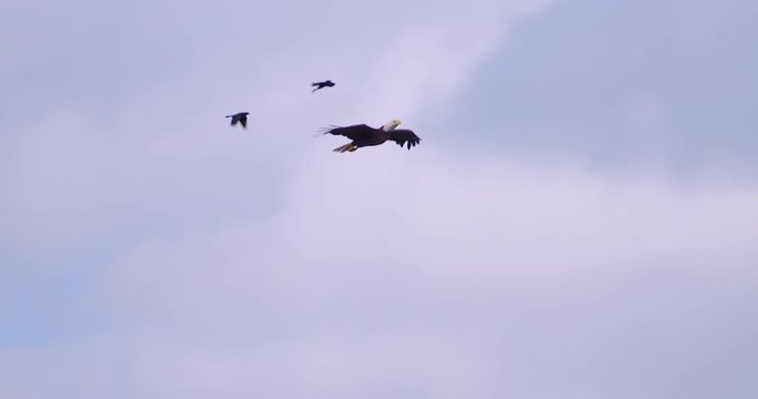 Amazing shot of a Bald Eagle flying in 120 fps slow-motion as he glides in for a nice landing in a tall old tree.  Blue skies and nice white clouds. 120 fps 4K.