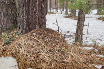 Ant hill in a pine forest in early spring
