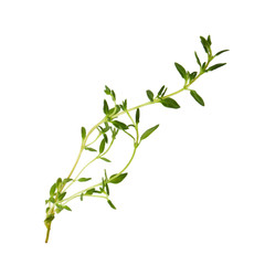 Fototapeta premium Thyme fresh herb isolated on white background