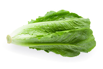 Fototapeta premium Cos Lettuce Isolated over the White Background.