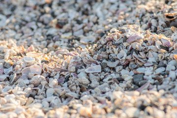 貝殻の絨毯