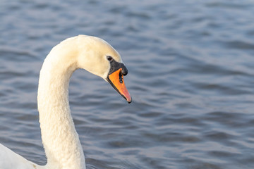 Fototapeta premium Porträt von einem Schwan im Wasser