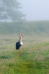 Obraz na płótnie Canvas Painted stork in Misty Morning