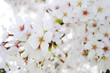 Fototapeta premium 桜 そめいよしの さくら クローズアップ 青い空 接写 コピースペース