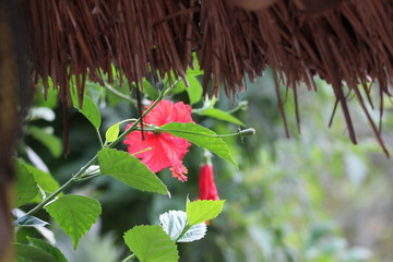 red hibiscus flower