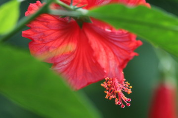 red hibiscus flower