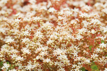 Sedum or stonecrops in a garden