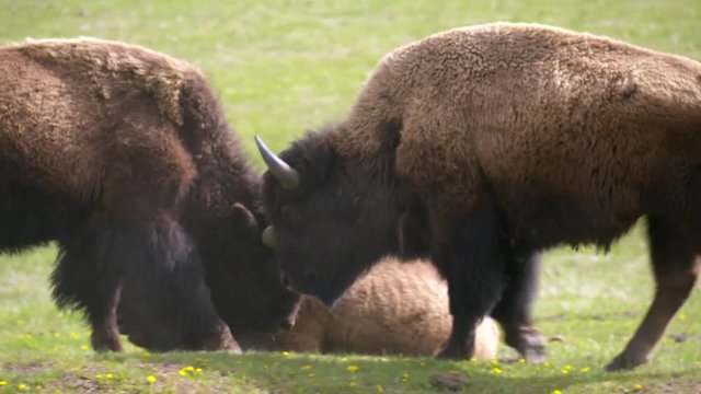 Yellowstone National Park - Two male Bison Buffalo playfully butting heads and practicing to fight in a green gassy meadow during springtime