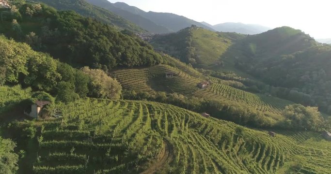 In volo sui vigneti di Prosecco all'alba
