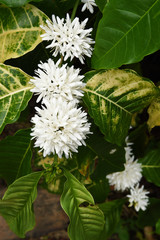 Coffee tree blossom with white color flower close up view                   