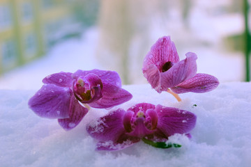 orchids in the snow © Олег Вареник