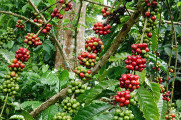 Coffee beans ripening on a tree