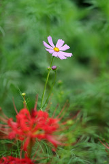コスモス