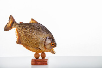 Obraz premium A piranha animal specimen